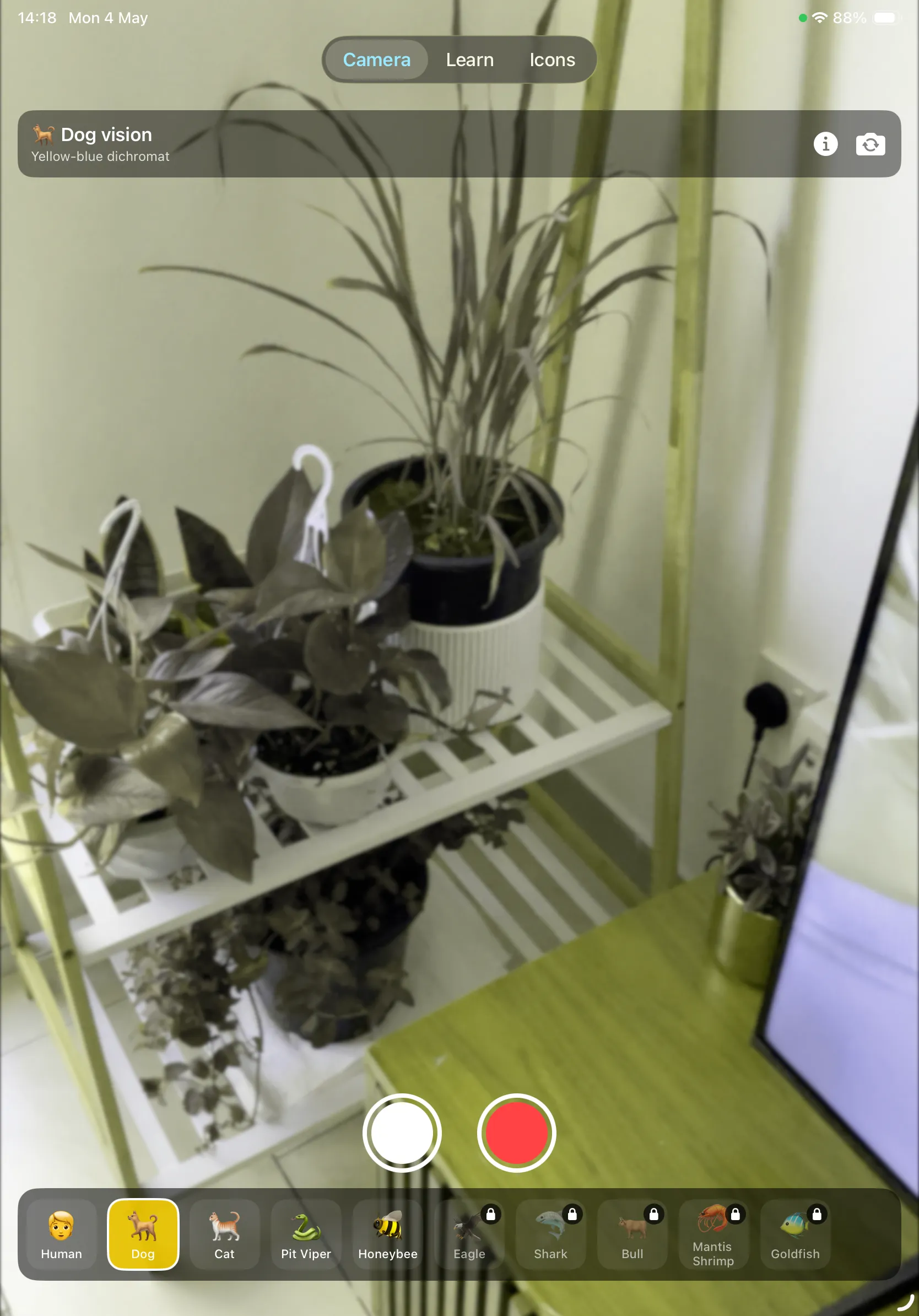 Animal Eyes on iPad showing dog yellow-blue dichromat vision of plants