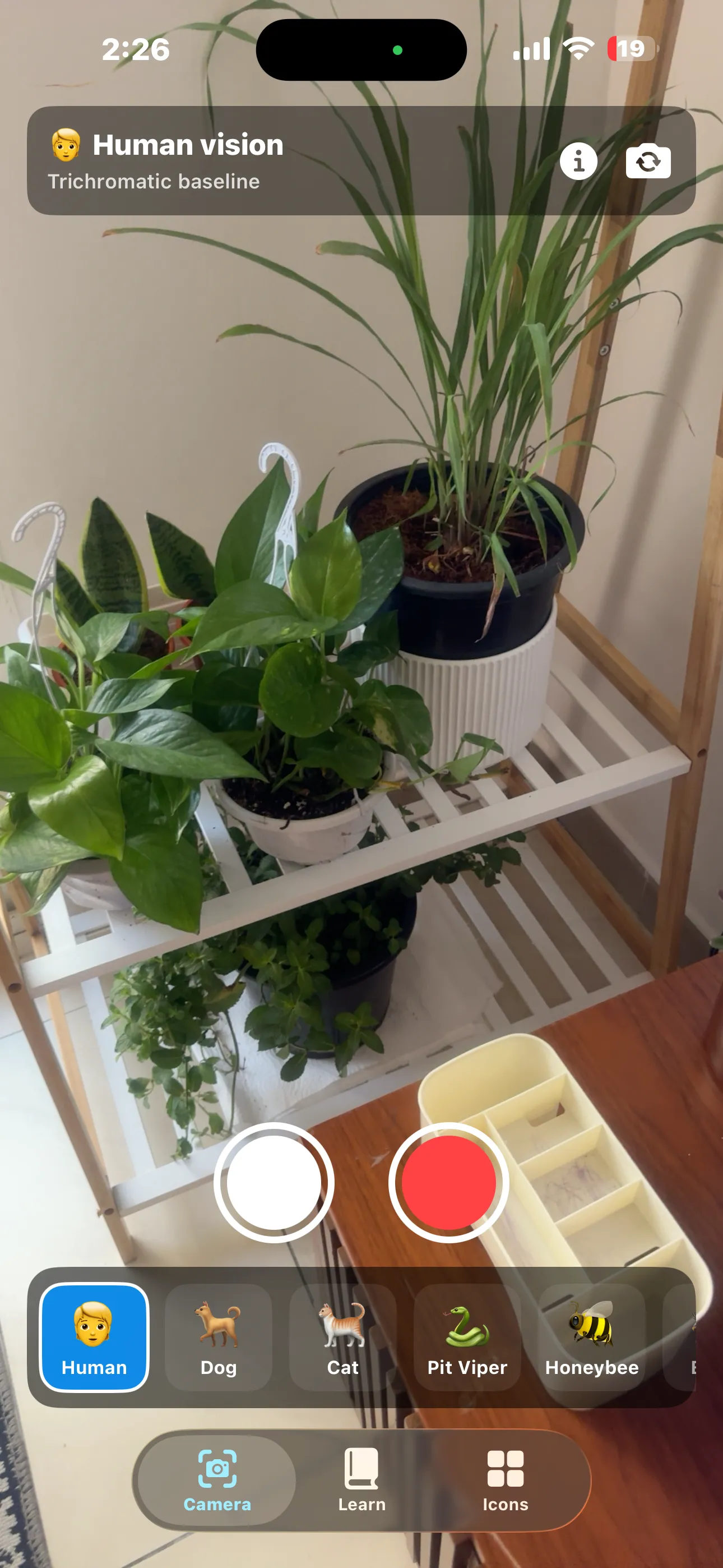 Animal Eyes camera tab showing human vision of indoor plants